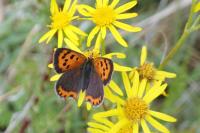 Lycaena phlaeas