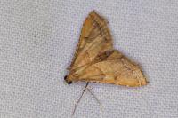 Endotricha flammealis
