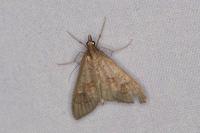 Mecyna asinalis