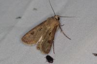 Agrotis exclamationis