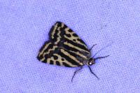 Emmelia trabealis