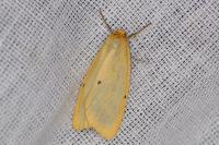 Cybosia mesomella