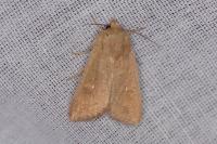 Mythimna ferrago