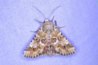 Eremobia ochroleuca