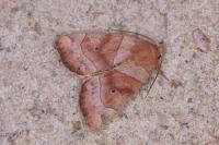 Cosmia trapezina