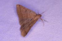 Zanclognatha lunalis