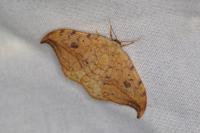 Drepana falcataria