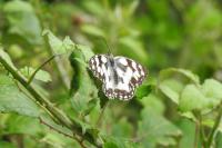 Melanargia galathea