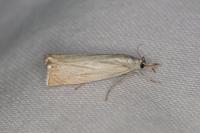 Chrysoteuchia culmella