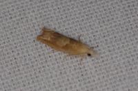 Eucosma conterminana