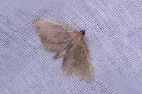 Philereme vetulata