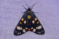 Callimorpha dominula