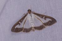 Cydalima perspectalis