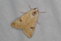 Heliothis peltigera