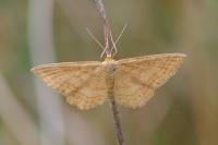 Idaea ochrata