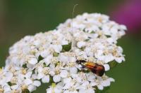 Nemophora fasciella
