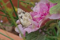 Melanargia galathea