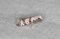 Scythropia crataegella