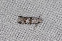 Scythropia crataegella