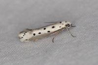 Ethmia terminella