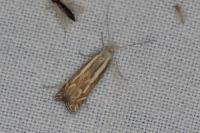 Isophrictis lineatella