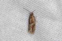 Ancylis comptana