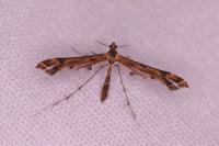 Amblyptilia acanthadactyla