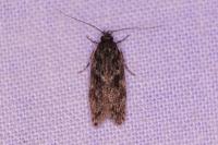 Gelechia muscosella