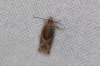 Ancylis comptana