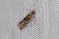 Ancylis comptana