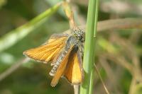 Thymelicus sylvestris