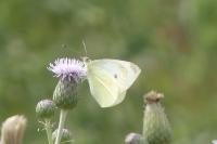 Pieris rapae