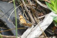 Vanessa cardui