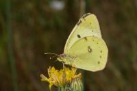 Colias alfacariensis