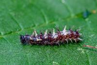 Polygonia c-album