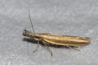 Pleurota aristella