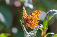 Polygonia c-album