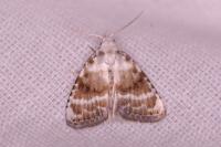 Meganola albula