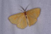 Angerona prunaria