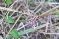 Synaphe punctalis