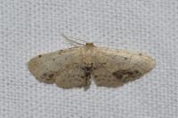 Idaea dimidiata