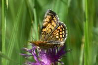 Melitaea parthenoides