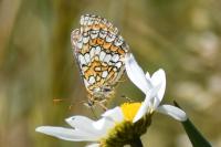 Melitaea parthenoides