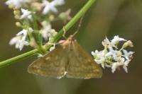 Sitochroa verticalis