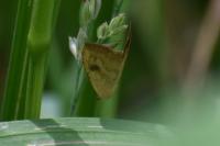 Rivula sericealis