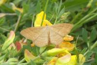 Idaea ochrata