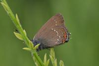 Satyrium ilicis