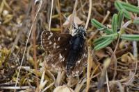 Spialia sertorius
