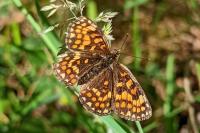Melitaea athalia/celadussa