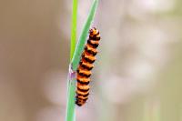 Tyria jacobaeae